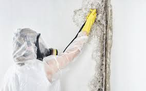 Why You Should Choose Our Mold Remediation Services in Highland City, FL